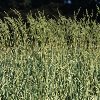 Phalaris arundinacea 'Feesey' (034873)