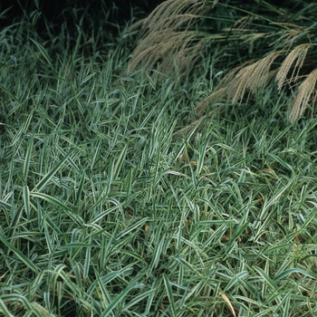 Phalaris arundinacea 'Picta' (034875)