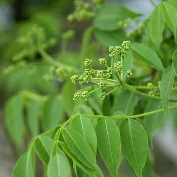 Phellodendron amurense '' (034876)