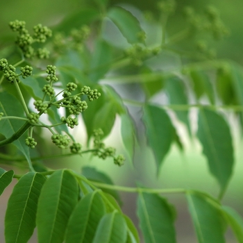 Phellodendron amurense '' (034877)