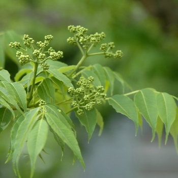 Phellodendron amurense