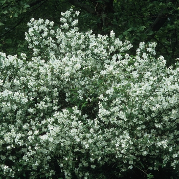 Philadelphus coronarius '' (034880)