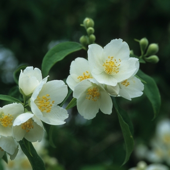 Philadelphus x lemoinei 'Silver Showers' (034881)