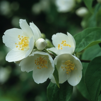 Philadelphus x lemoinei 'Silver Showers' (034882)