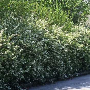 Philadelphus coronarius '' (034883)