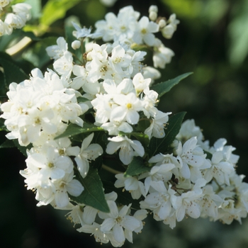 Philadelphus coronarius '' (034884)