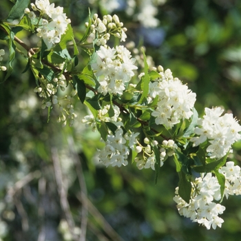 Philadelphus coronarius '' (034885)