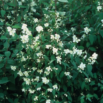 Philadelphus pekinensis '' (034887)