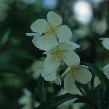 Philadelphus pekinensis '' (034888)