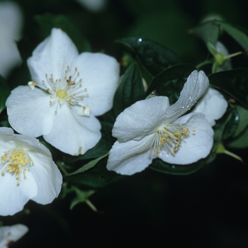 Philadelphus x virginalis 'Natchez' (034889)