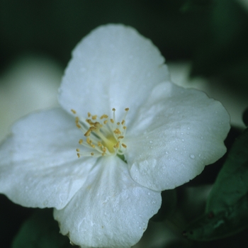 Philadelphus x virginalis 'Natchez' (034890)