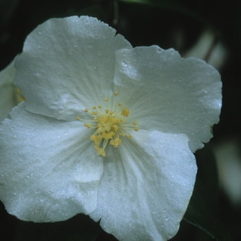 Philadelphus x virginalis 'Natchez' (034891)