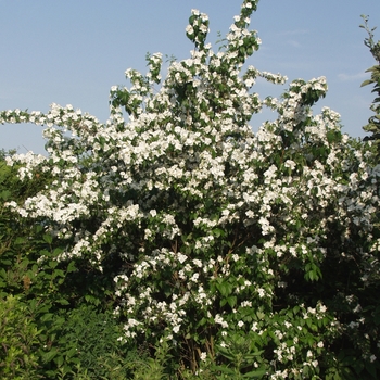 Philadelphus x virginalis 'Natchez' (034892)