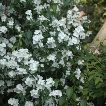 Philadelphus 'Snowgoose' (034893)