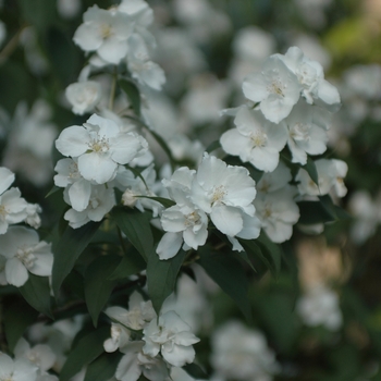 Philadelphus 'Snowgoose' (034894)