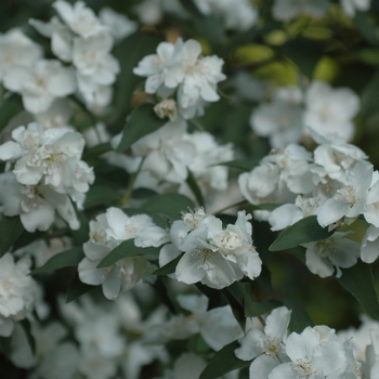 Philadelphus 'Snowgoose' (034895)