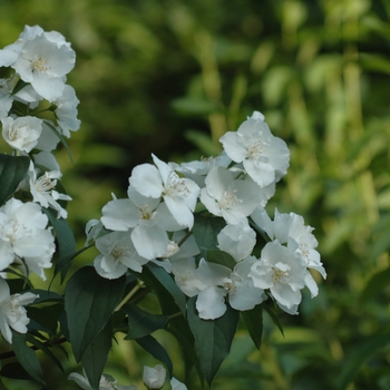 Philadelphus 'Snowgoose' (034896)