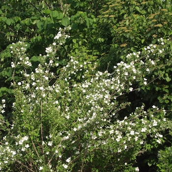 Philadelphus x lemoinei 'Belle Etoile' (034897)