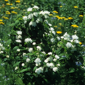 Philadelphus x virginalis 'Minnesota Snowflake' (034898)