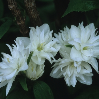 Philadelphus x virginalis 'Minnesota Snowflake' (034900)