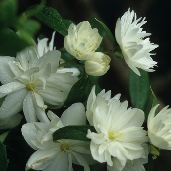 Philadelphus x virginalis 'Minnesota Snowflake' (034901)