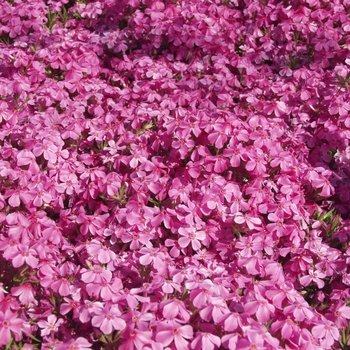 Phlox subulata 'Millstream Daphne' (034902)