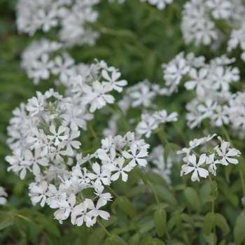 Phlox divaricata 'Dirigo Ice' (034905)