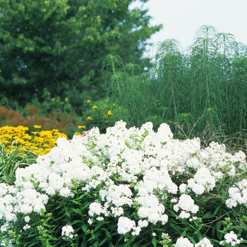 Phlox paniculata 'David' (034906)