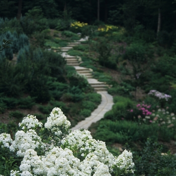 Phlox paniculata 'David' (034907)