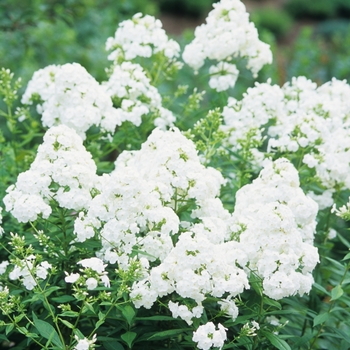 Phlox paniculata 'David' (034908)