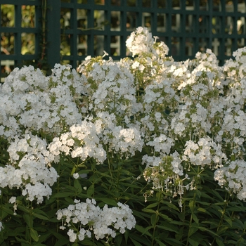 Phlox paniculata 'David' (034909)