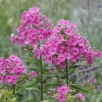 Phlox paniculata 'Shortwood' (034910)