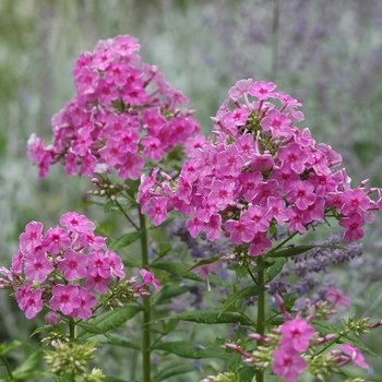 Phlox paniculata 'Shortwood' (034911)