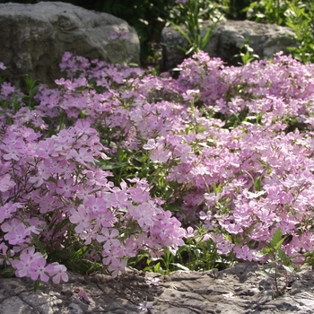 Phlox pilosa var. ozarkana '' (034914)