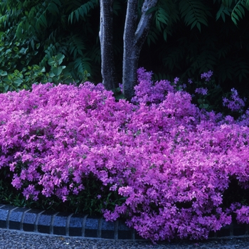 Phlox pilosa var. ozarkana '' (034915)