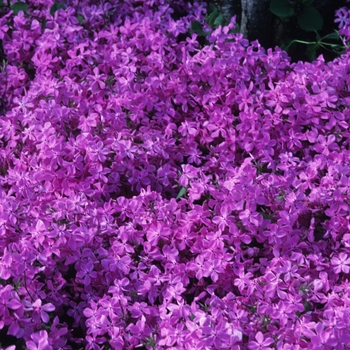 Phlox pilosa var. ozarkana '' (034916)