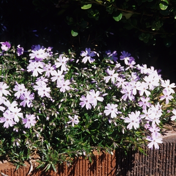 Phlox subulata '' (034917)