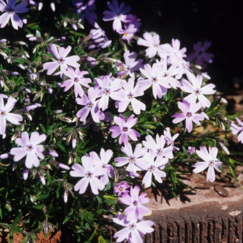 Phlox subulata '' (034918)