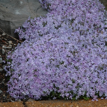 Phlox subulata 'Emerald Blue' (034919)