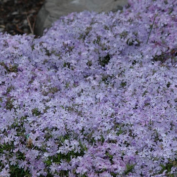 Phlox subulata 'Emerald Blue' (034920)