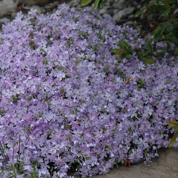 Phlox subulata 'Emerald Blue' (034922)