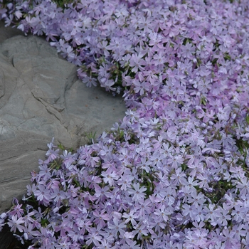 Phlox subulata 'Emerald Blue' (034923)