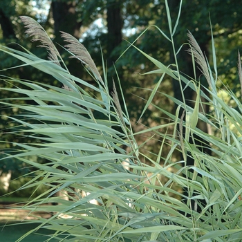 Phragmites australis '' (034926)