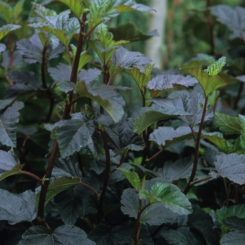 Physocarpus opulifolius 'Diabolo®' (034928)