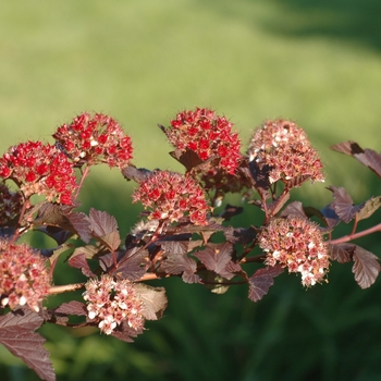 Physocarpus opulifolius 'Diabolo®' (034929)