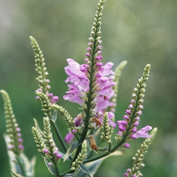 Physostegia virginiana 'Variegata' (034937)