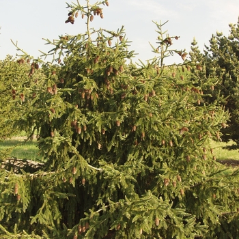 Picea abies 'Acrocona' (034958)