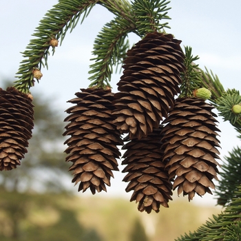 Picea abies 'Acrocona' (034959)