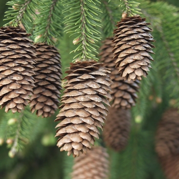 Picea abies 'Acrocona' (034960)