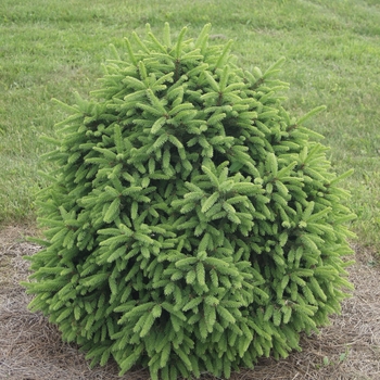 Picea abies 'Clanbrassiliana Stricta' (034963)